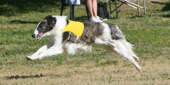 Int RBIS CH. North Star Fire Island of Kenai SC F.Ch.