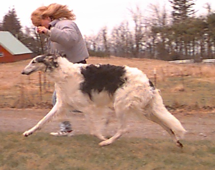 Kenai's Fatal Attraction