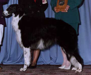 Riker at the 1996 BCOA Nationals - Best of Winners